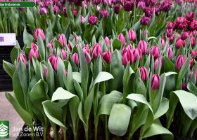 Tulipa Endurance (1)